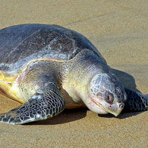 Olive Ridley Sea Turtle – Sea Turtle Hatchery